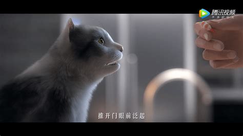 猫先生 尼姑|猫先生尼姑